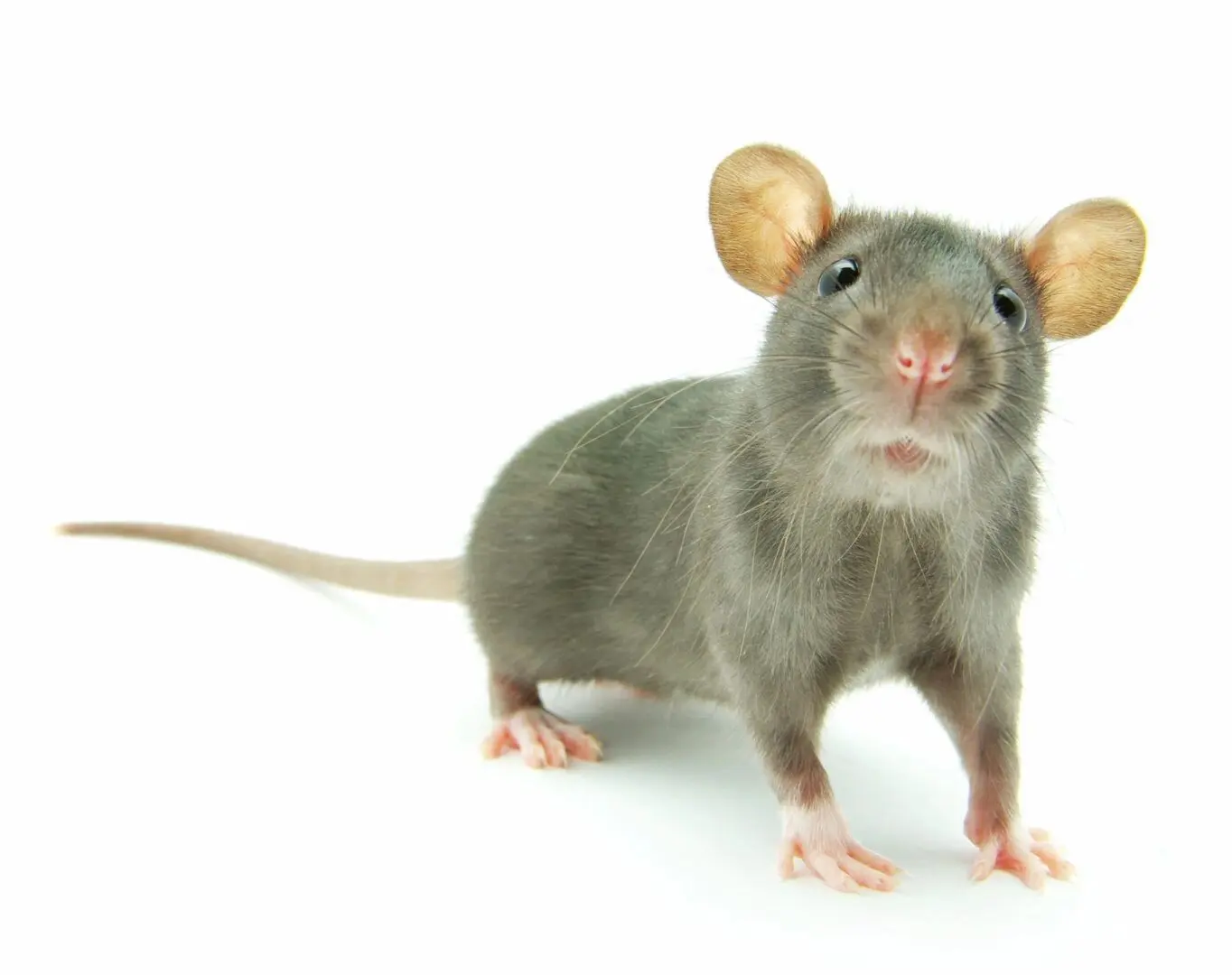 A rat with long ears is standing on the floor.